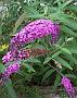 Buddleja davidii